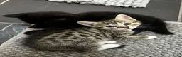 Abyssinian cats for sale: Kitten for sale in Birmingham - Advert 1