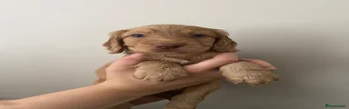 Cocker Spaniel 1