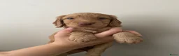 Cocker Spaniel dogs for sale: Working cocker spaniel puppies in Blackpool - Advert 10