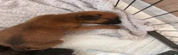 Boxer dogs for sale: Pedigree Boxer Puppies in Rochester - Advert 15
