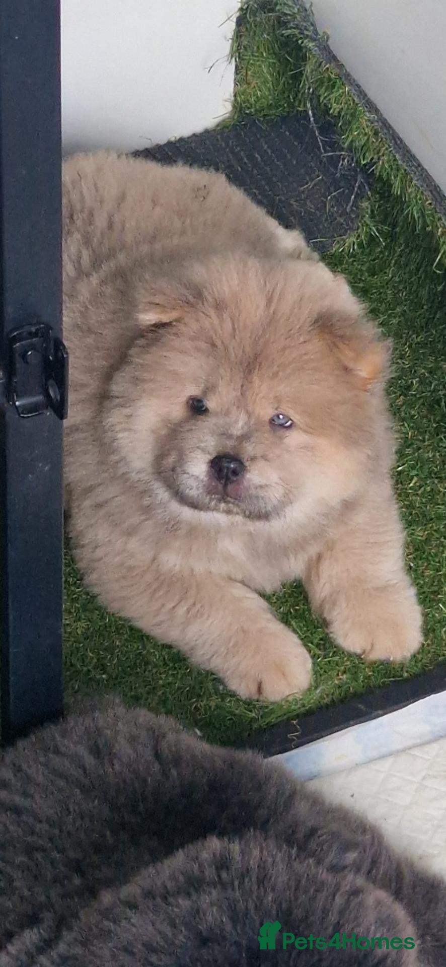 Chow Chow dogs Ready Now Chow Puppy's  - Advert 7