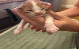 Maine Coon cats for sale: ARIODREAMMAINECOON  - Image 3