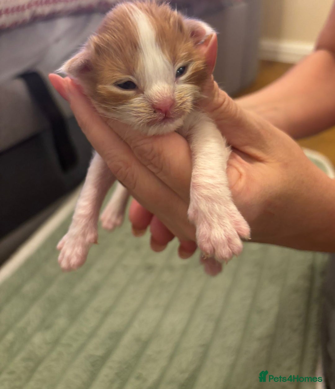 Maine Coon cats for sale: ARIODREAMMAINECOON  - Image 3