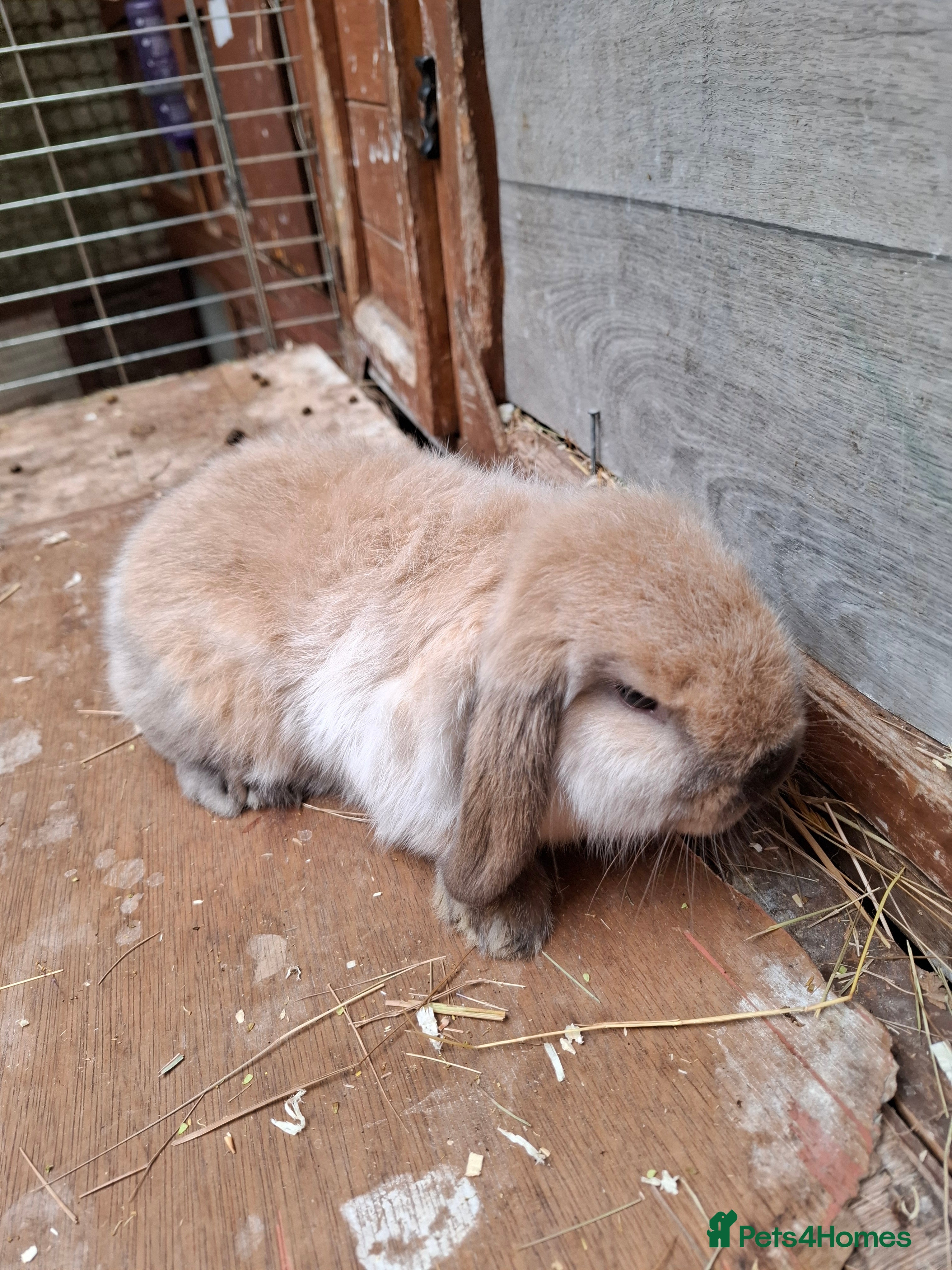 Mini Lop rabbits Mini Lops - Advert 15