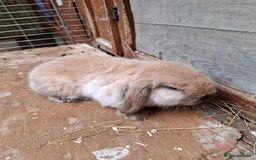 Mini Lop rabbits for sale: Mini Lops - Image 1