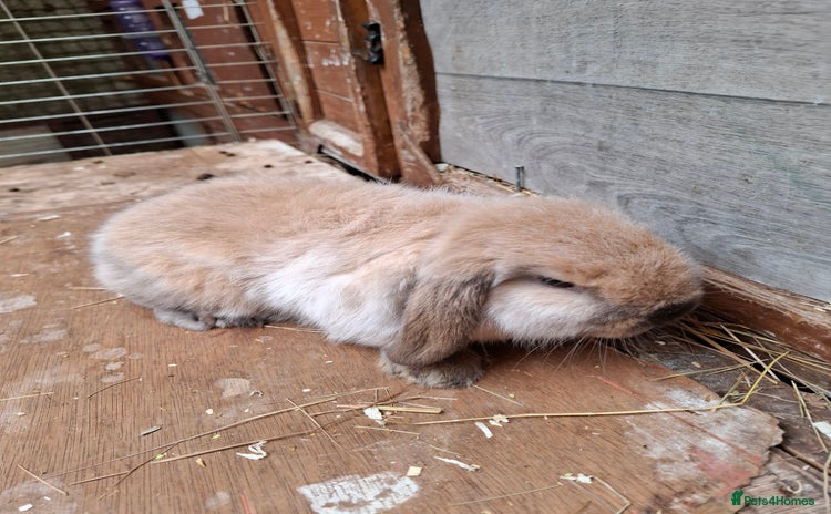 Mini Lop rabbits - Advert 15
