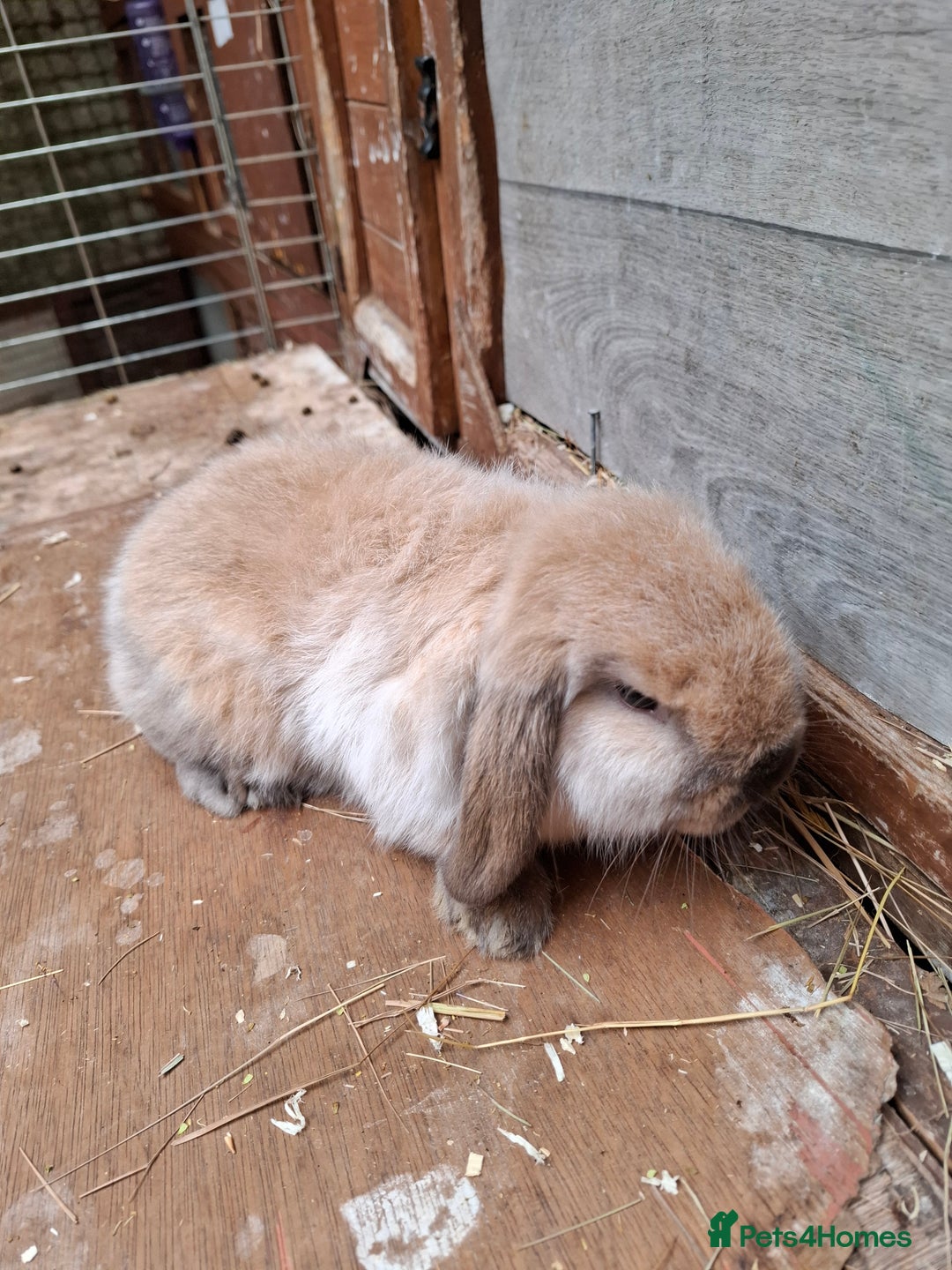 Mini Lop rabbits for sale: Mini Lops - Image 1
