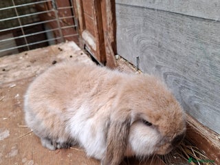 Mini Lop rabbits - Advert 34