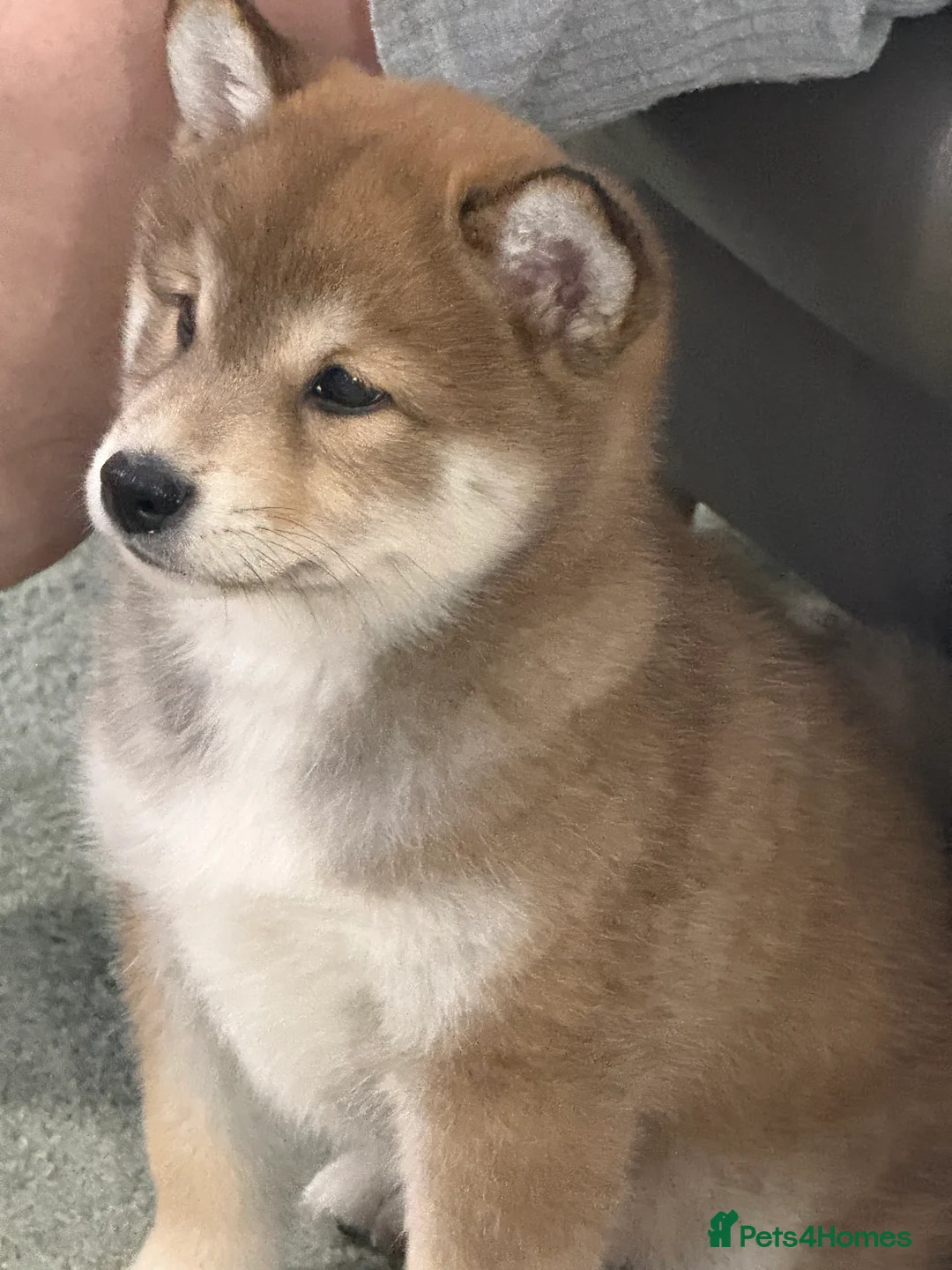 Japanese Shiba Inu dogs for sale: Bonny babies - Advert 8