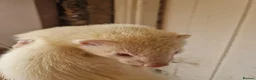 Ferret rodents for sale: Ferret 10w male  friendly  large cage can deliver  in High Peak - Advert 4