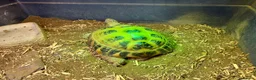 Tortoise reptiles for sale: Horsefield Tortoise - Female in Eastleigh - Advert 2