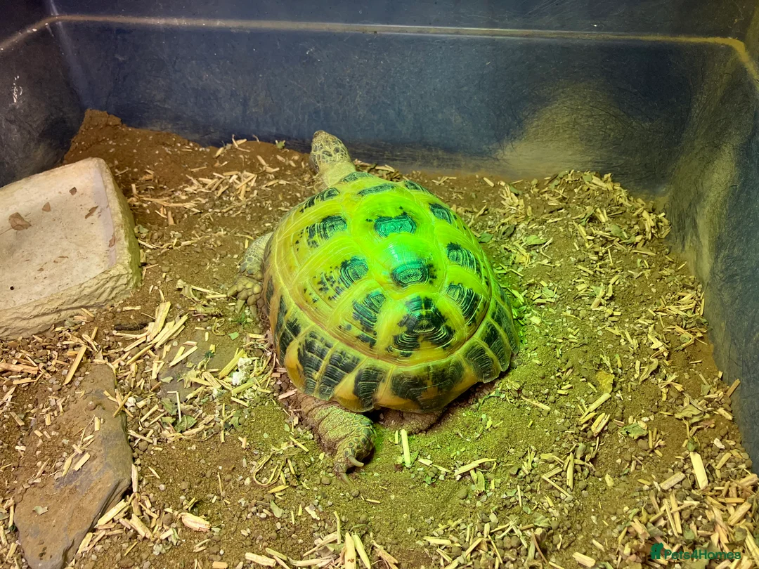 Tortoise reptiles for sale: Horsefield Tortoise - Female in Eastleigh - Advert 2