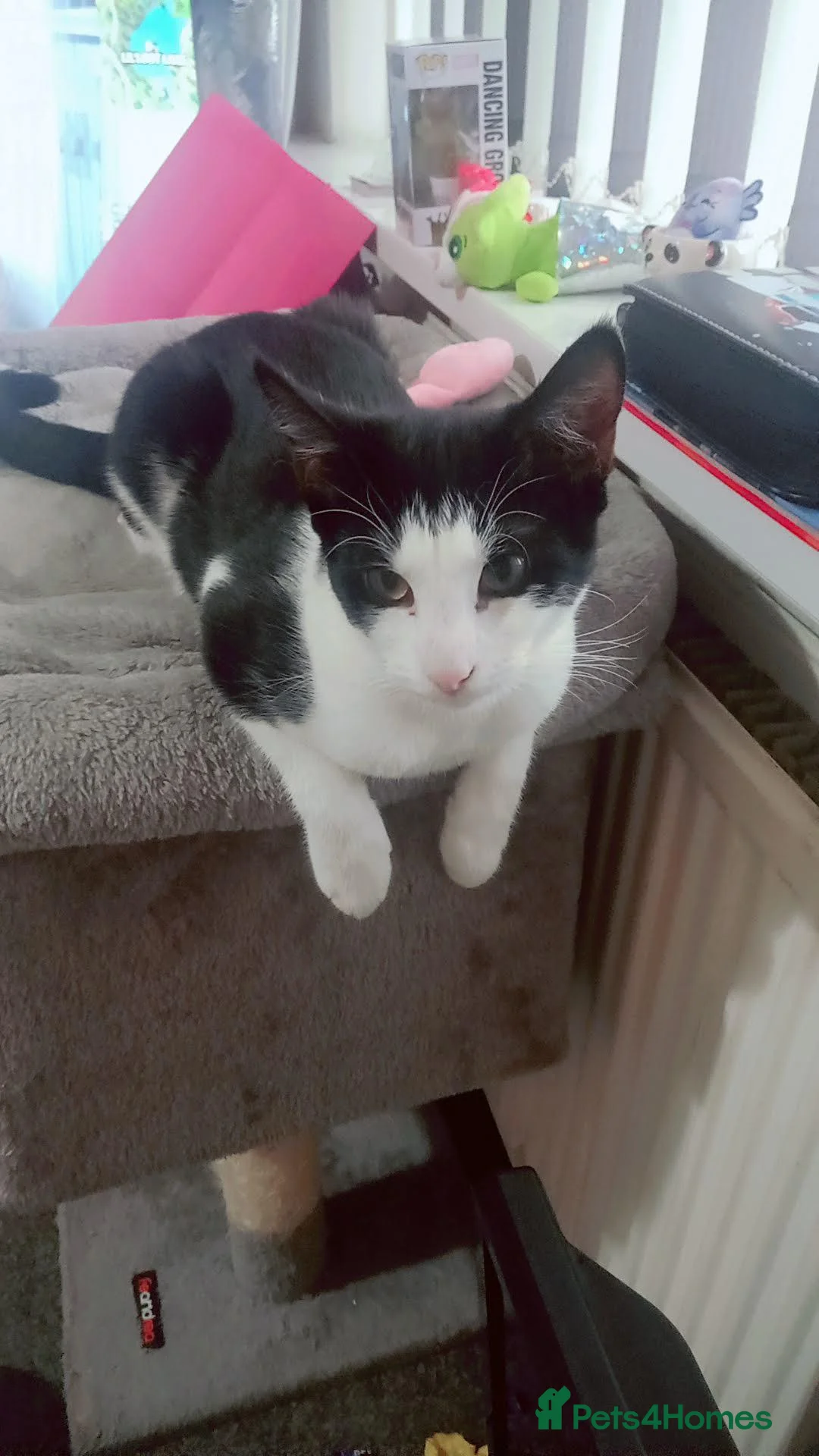 Egyptian Mau cats for sale: Egyptian Meau Cross, Male cat for sale - Advert 10