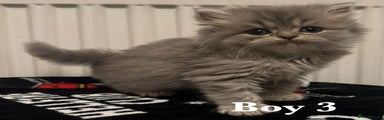 Boy 3