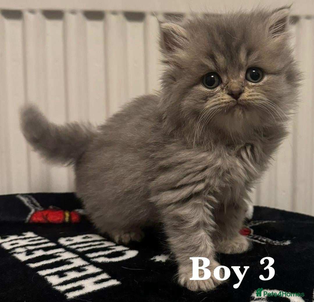 British Shorthair cats for sale: British shorthair X Persian kittens for sale ready - Advert 13