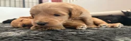 Mixed Breed dogs for sale: Delightful Schnockerpoo Puppies  - Advert 9