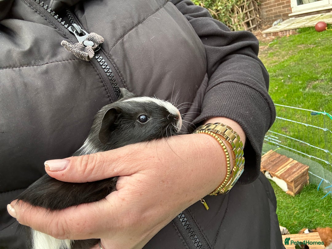 Guinea Pig rodents for sale: Baby Guinea Pigs ready now - Image 14