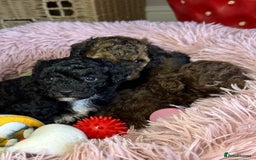 Toy Poodle dogs for sale: Tiny toy poodle puppies  - Image 1