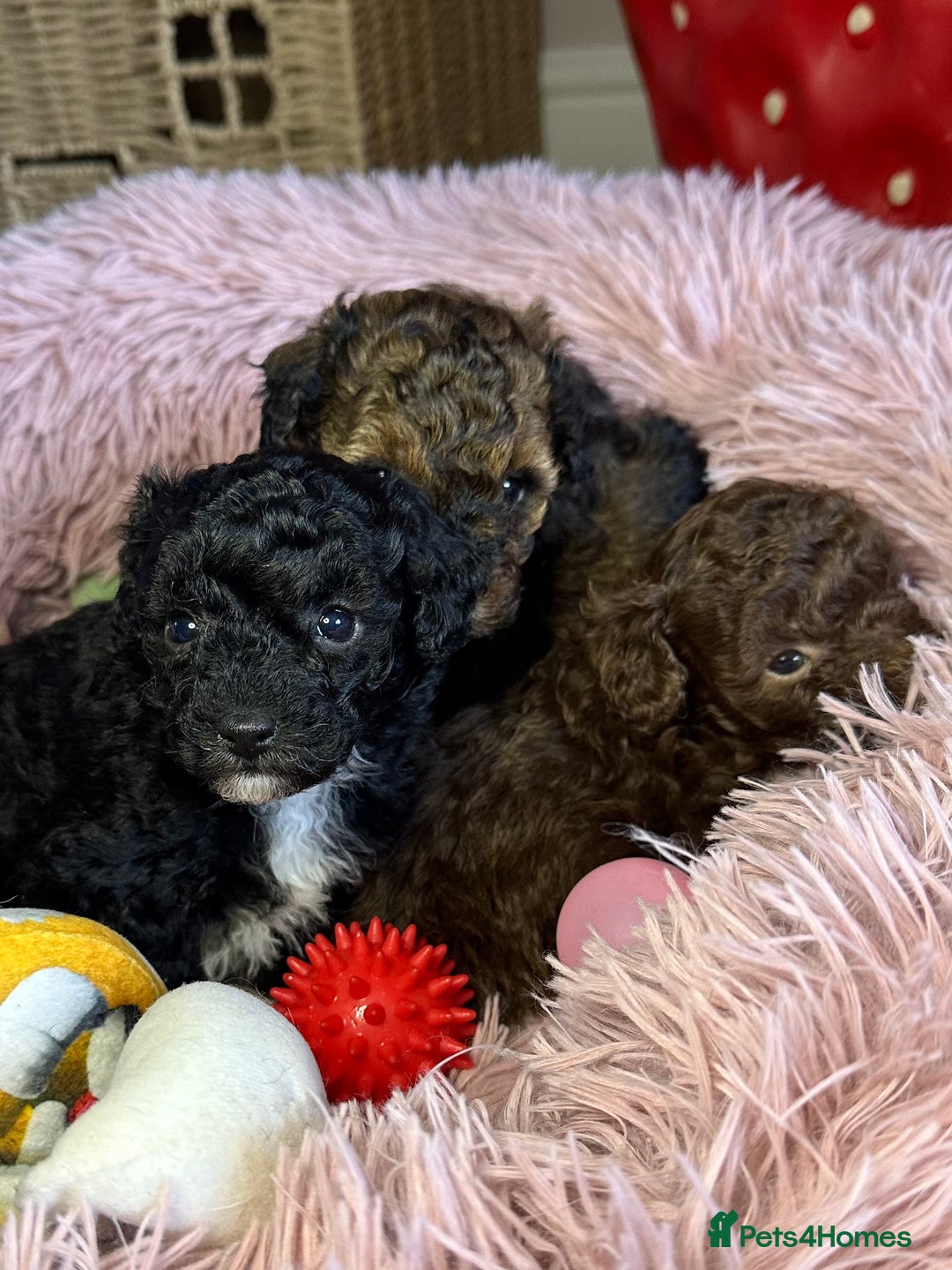Toy Poodle dogs for sale: Tiny toy poodle puppies  - Image 1