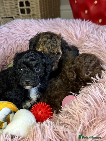 Toy Poodle dogs - Advert 2