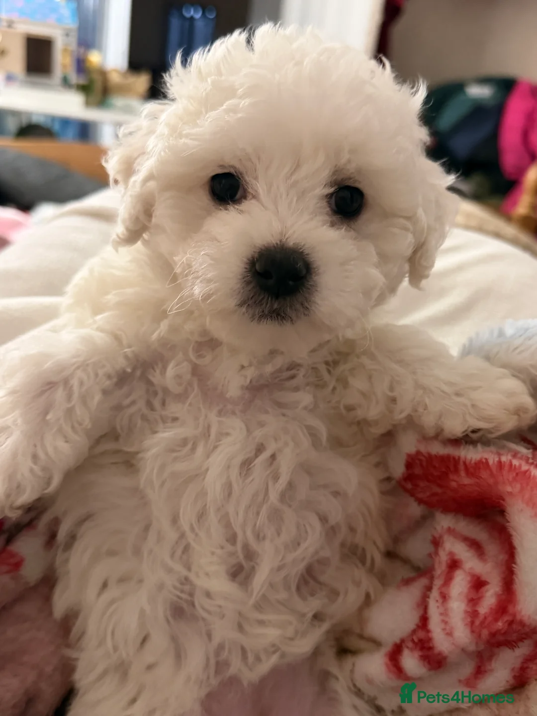 Bichon Frise dogs for sale: The Pedigree Club Bichon Frise Puppies - Advert 19