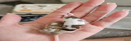 Mouse rodents for sale: Fancy mice  - Advert 3