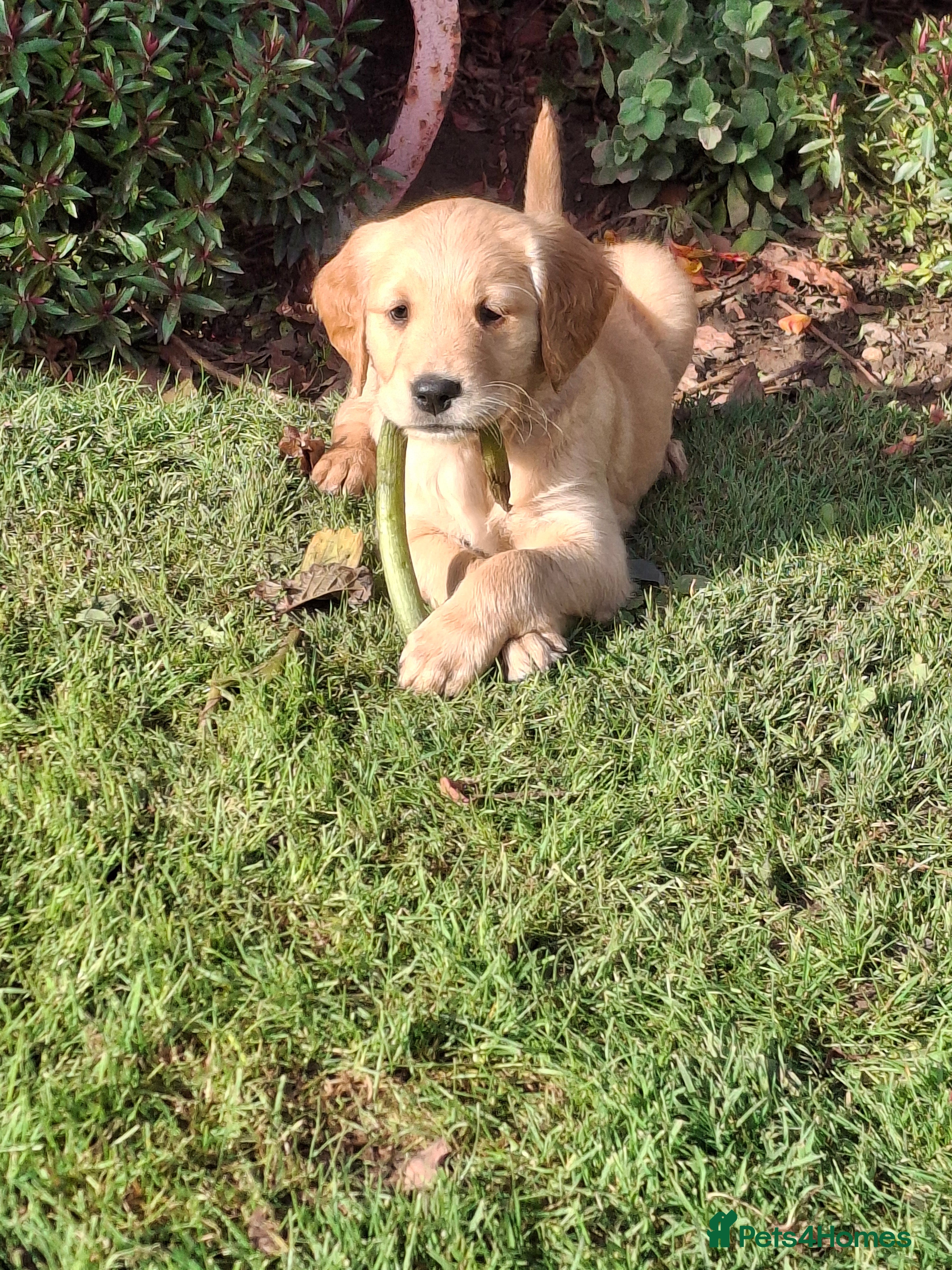 Golden Retriever dogs Working golden retriever puppies  - Advert 17