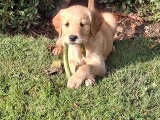 Golden Retriever dogs Working golden retriever puppies - Advert 10