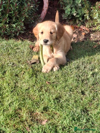 Golden Retriever dogs Working golden retriever puppies - Advert 12
