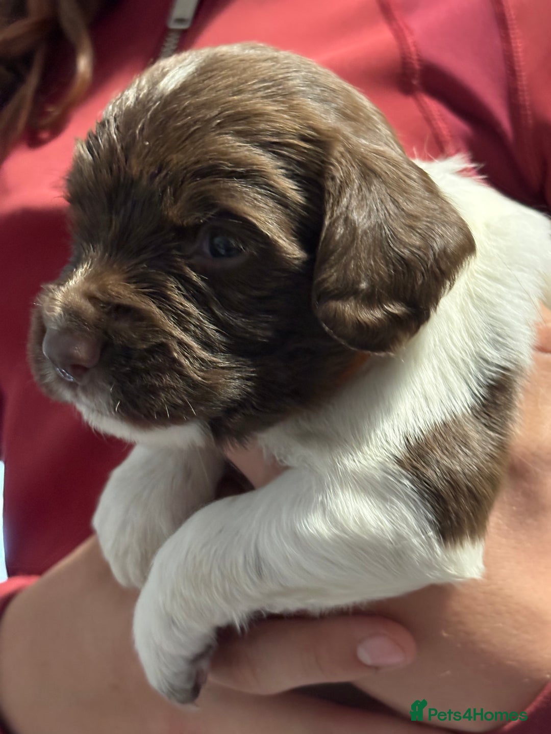English Springer Spaniel dogs for sale: Working English springer spaniel puppies !!! - Image 13