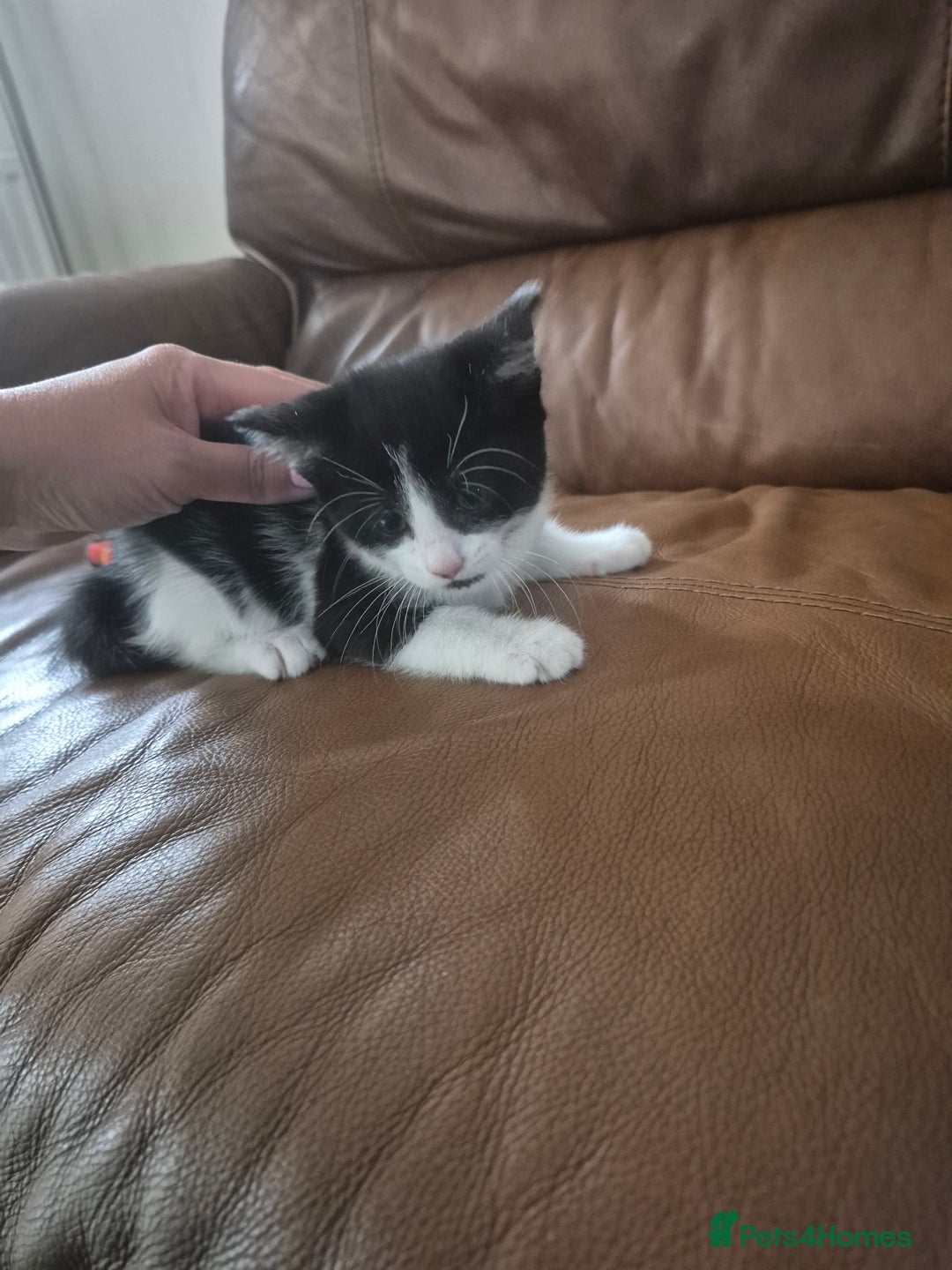 Mixed Breed cats for sale: Kittens - Image 2