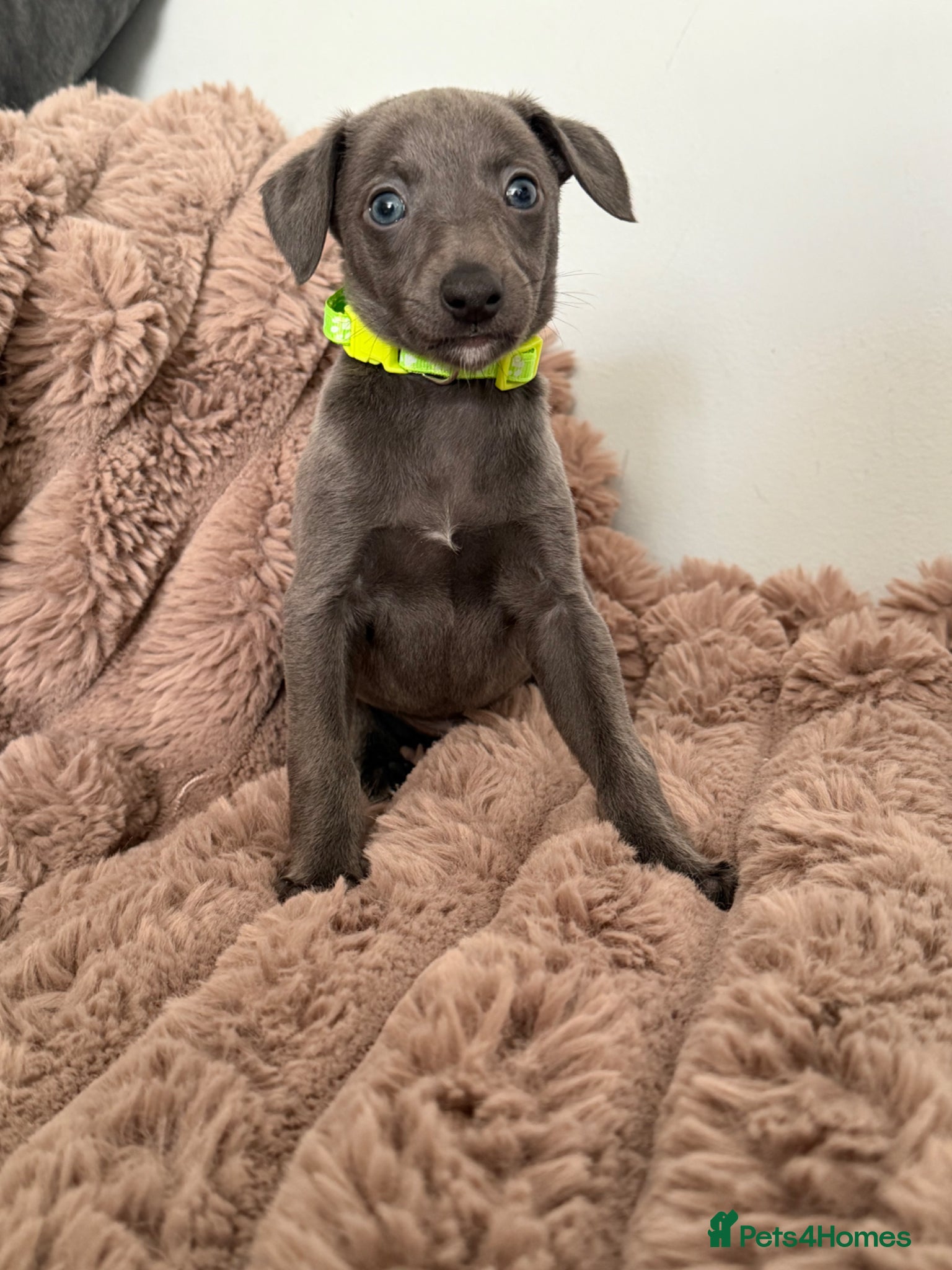 Whippet dogs STUNNING BLUE WHIPPET PUPS KENNEL CLUB REGISTERED  - Advert 1