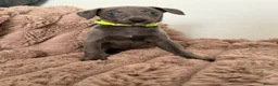 Whippet dogs for sale: STUNNING BLUE WHIPPET PUPS KENNEL CLUB REGISTERED  - Advert 1