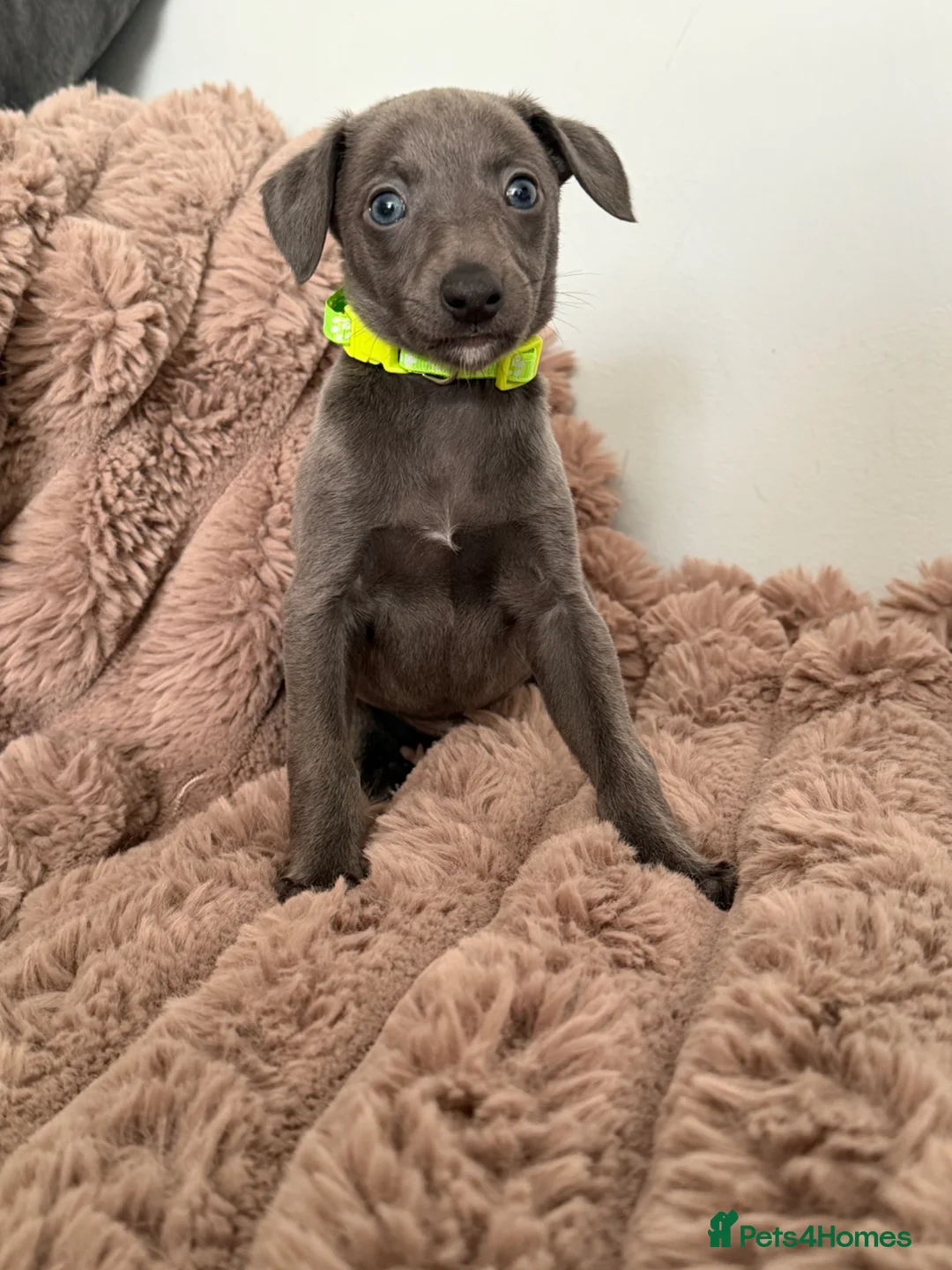 Whippet dogs for sale: STUNNING BLUE WHIPPET PUPS KENNEL CLUB REGISTERED  - Advert 1
