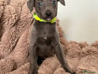 Whippet dogs for sale: STUNNING BLUE WHIPPET PUPS KENNEL CLUB REGISTERED - Advert 1