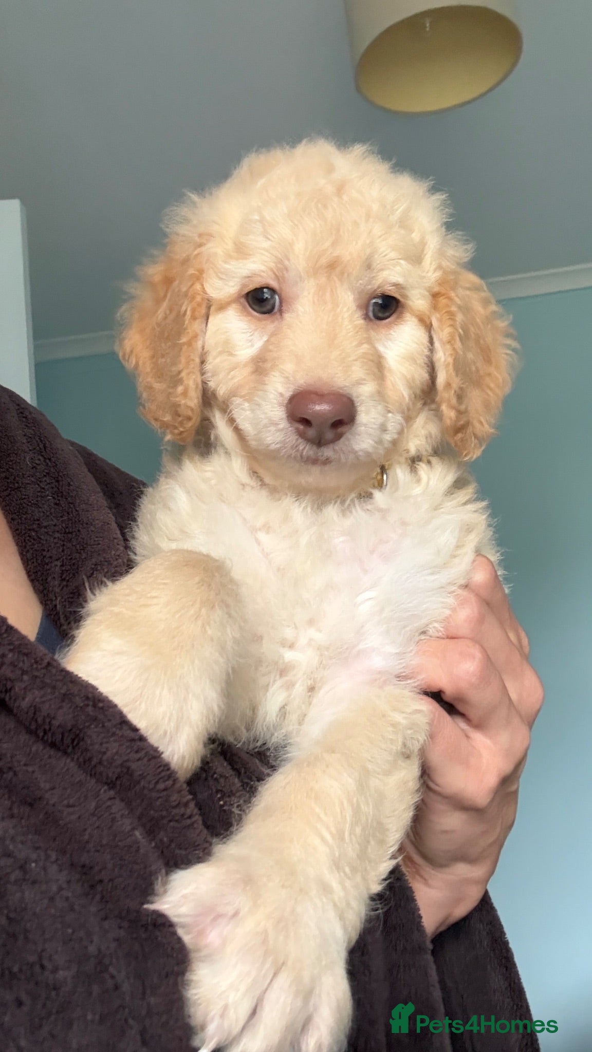 Mini Goldendoodle dogs F1B Mini Goldendoodles - Advert 2