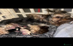 Yorkshire Terrier dogs for sale: Yorkshire terrier puppies  - Image 6