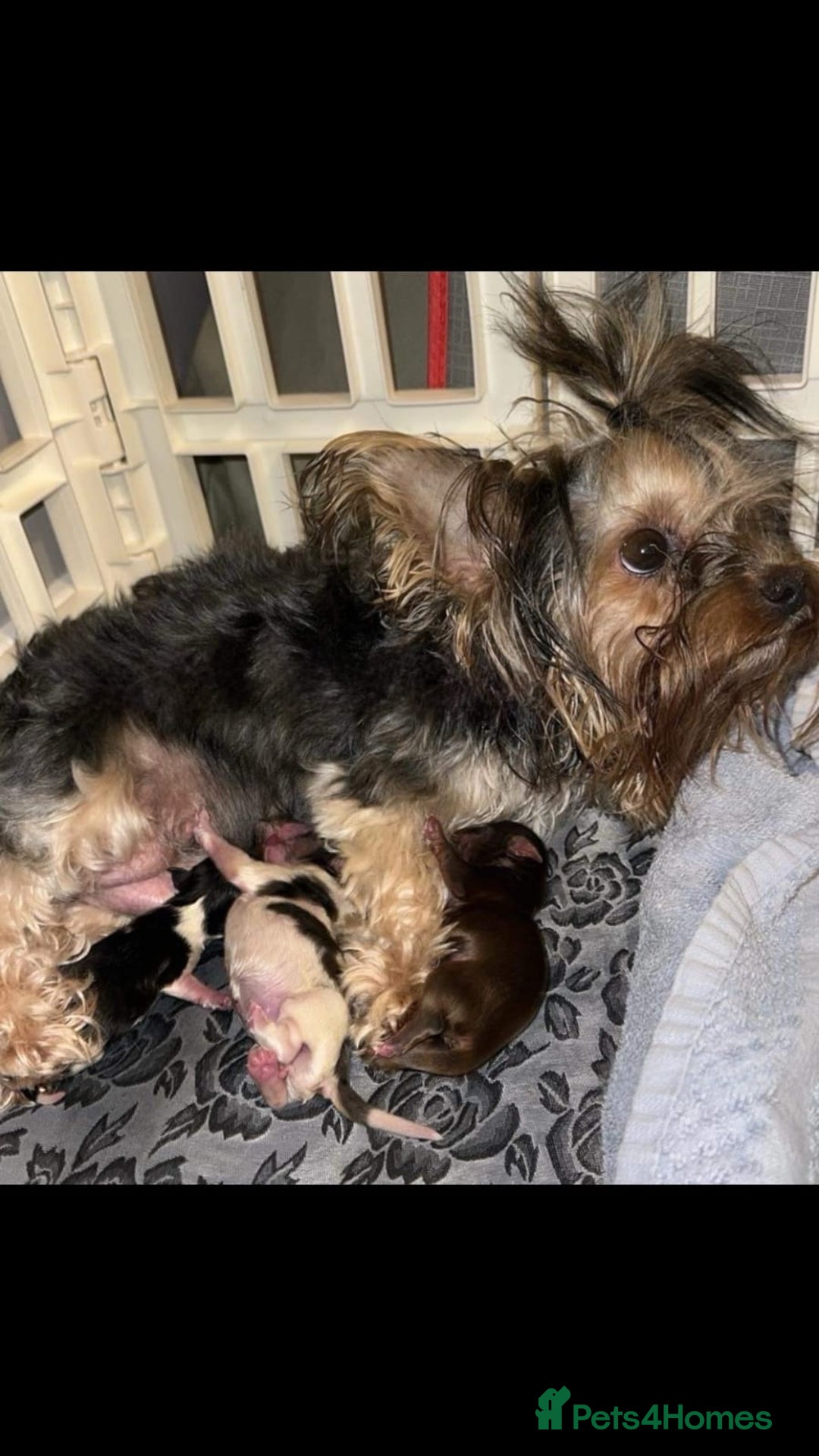 Yorkshire Terrier dogs for sale: Yorkshire terrier puppies  - Image 6
