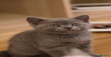 British Shorthair cats - Advert 9