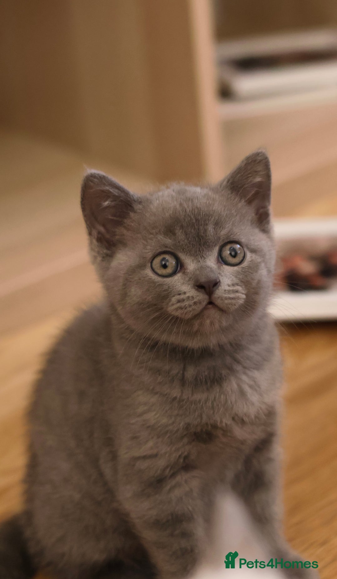 British Shorthair cats for sale: Teddy-Soft Blue British Shorthair Kitten - Image 2