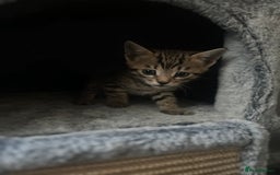 Bengal cats for sale: One remaining Male Bengal for sale - Image 5