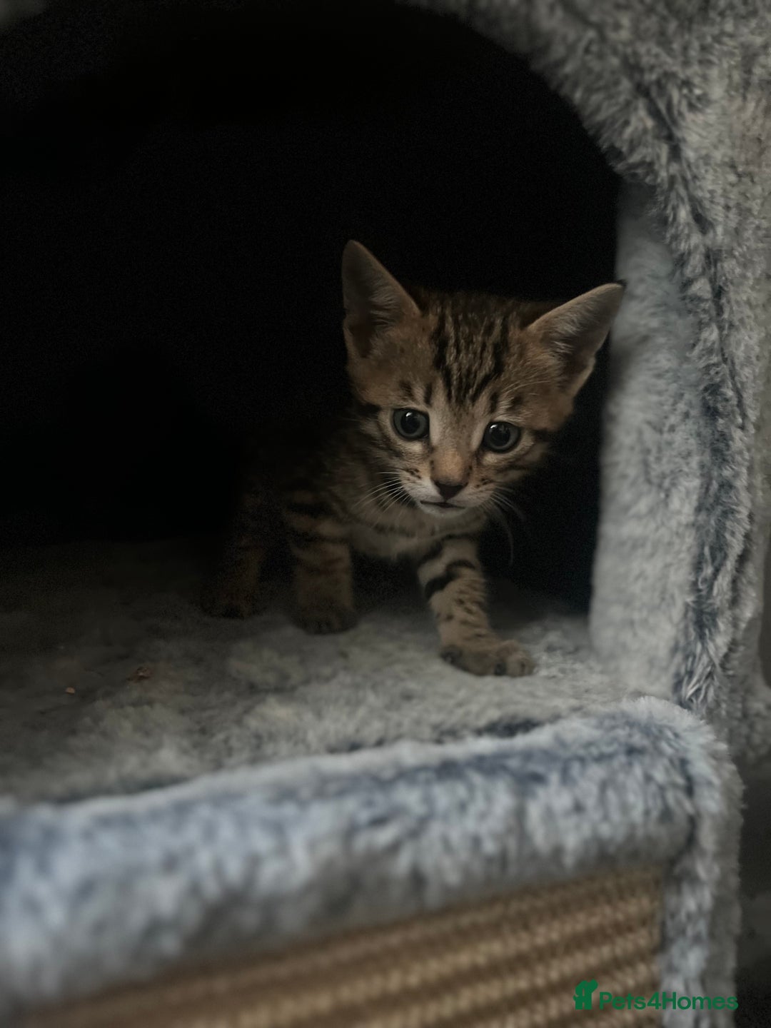 Bengal cats for sale: One remaining Male Bengal for sale - Image 5