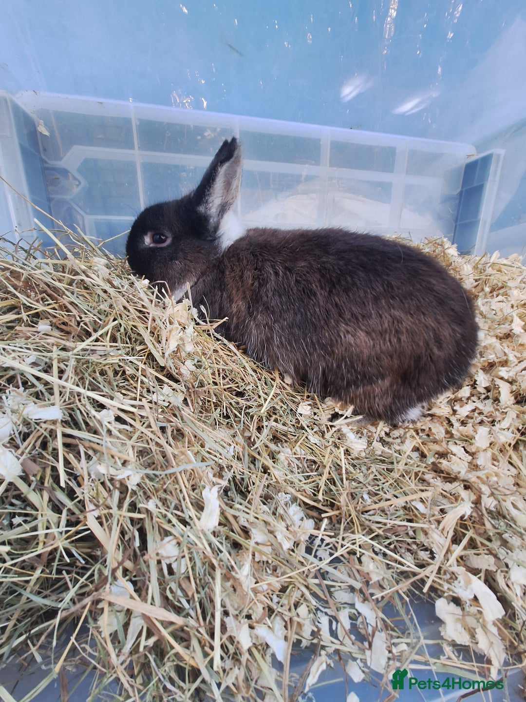 Netherland Dwarf rabbits for sale: 4 Netherland dwarf buck rabbits for sale £40 each  - Advert 6
