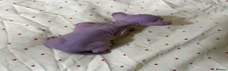 Sphynx cats for sale: 💎 Sphynx Kittens 2 Boys & 1 Girl Available 💎 - Advert 9