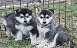 Siberian Husky dogs for sale: Beautiful Male and Female Husky pups  - Image 5