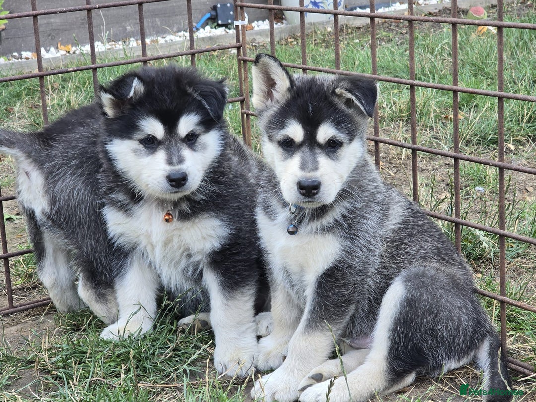 Siberian Husky dogs for sale: Beautiful Male and Female Husky pups  - Image 5