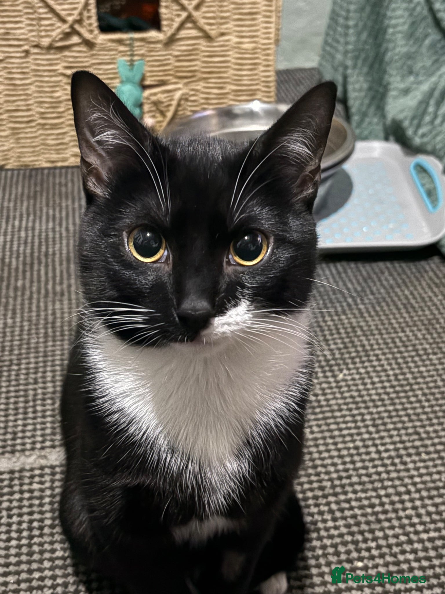 Domestic Shorthair cats Binxy and Chunky’s Adoption - Advert 1