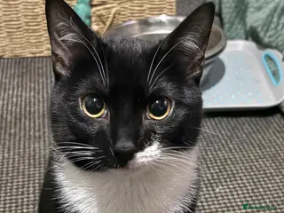 Domestic Shorthair cats Binxy and Chunky’s Adoption - Advert 1