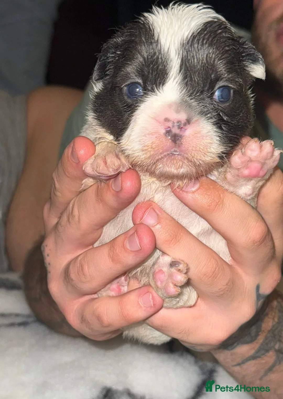 French Bulldog dogs for sale: Visual fluffy French bulldogs  - Advert 11