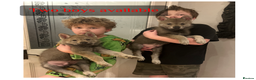 Saarloos Wolfdog dogs for sale: READY NOW Czechoslovakian wolfdog - Advert 1